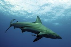 BlackTip Shark, Pinnacles, Ponta Mamoli, taken with Canon... by Roger Horrocks 